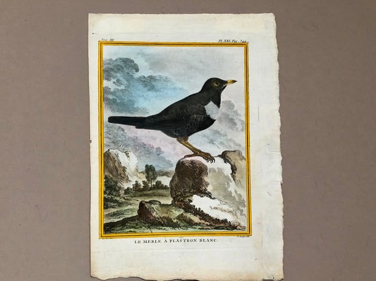 Le Merle. An Antique Engraving from “Histoire Naturelle Des Oiseaux’ by Buffon. Circa 1770. Fine Condition. Size: 27 x 19.4 cms.