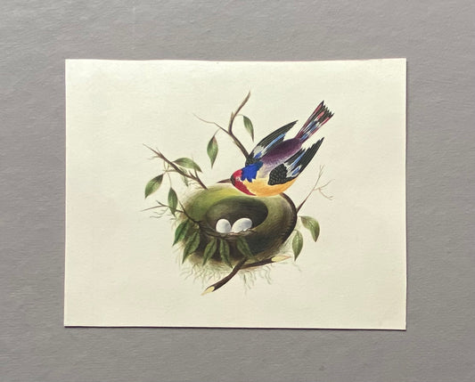 A Bird and It’s Nest. An Original Georgian Watercolour. Size: 12 x 16 cms.