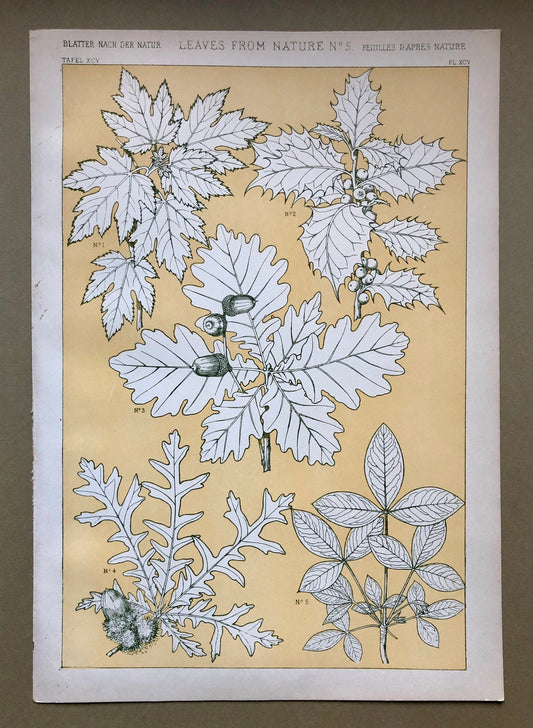 Leaves From Nature No 5. A Plate From The Grammar of Ornament by Owen Jones (1809 - 68). Size: 33 x 23 cms.