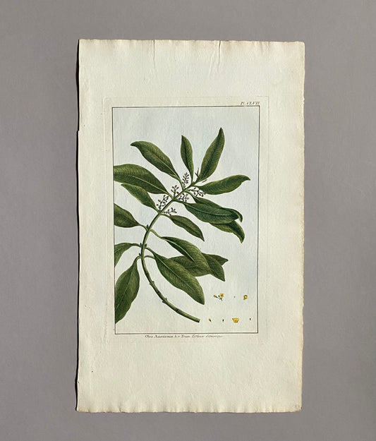 Olea Americana. An Original Hand Coloured Copper Plate Engraving by Pierre Joseph Buchoz. 1770s. Size: 47.5 x 29 cms.