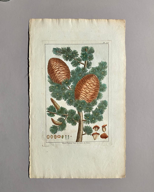 Pinus Cedrus. Cedar Cones. A Hand Coloured Copper Plate Engraving by Pierre Joseph Buchoz. Circa 1770. Size: 47.5 x 29 cms.