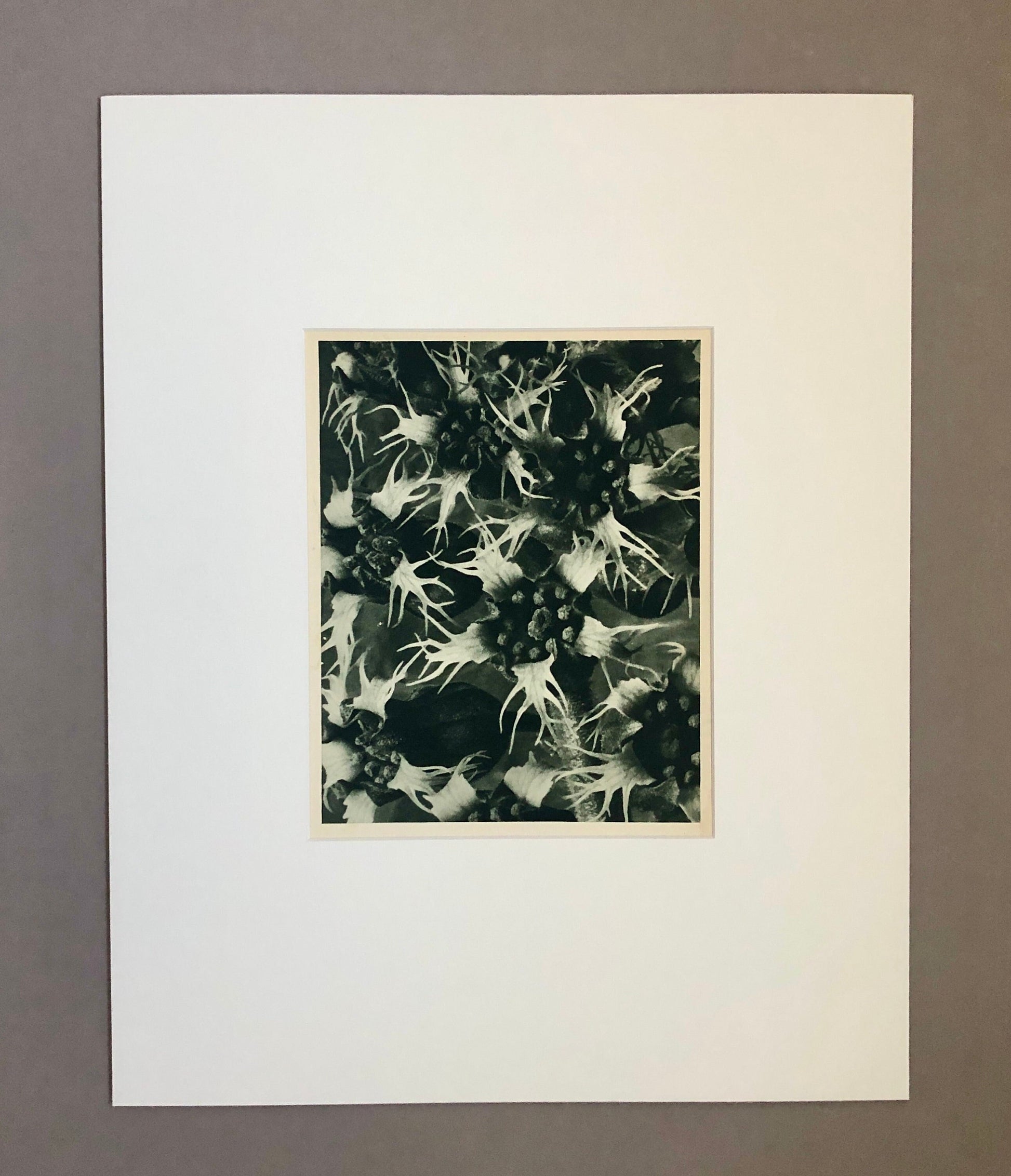 An Original Photogravure by Karl Blossfeldt. Tellima grandiflora. Fringecups. 1930’s. Size with mount: 50 x 39.7 cms.