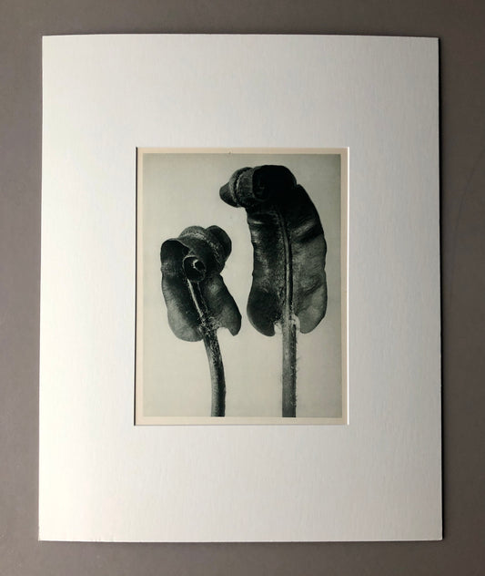 An Original Photogravure by Karl Blossfeldt. Scolopendrium vulgare. Hart’s-tongue-Fern. 1930’s. Size with mount: 50 x 39.7 cms.