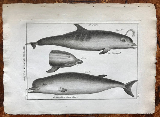 An Antique Engraving of Dolphins. Black and White. Engraved by Bernard Direxit. French c. 1827. Very Good Condition. 31.5 x 23.5 cms.