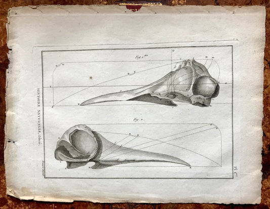 An Antique Engraving of Two Whale Skulls. Black and White. Engraved by Bernard Direxit. French c.1827. Very Good Condition. 31.5 x 23.5 cms.