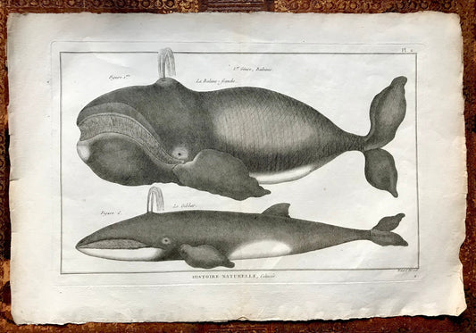 An Antique Engraving of Whales. Black and White. Engraved by Bernard Direxit. French c. 1827. Very Good Condition. 46 x 31 cms.