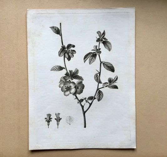 An Original 18th Century Engraving of a Sprig of Quince with details of flower and leaf. French. By Debeuil. 13 1/4 x 10 inches.