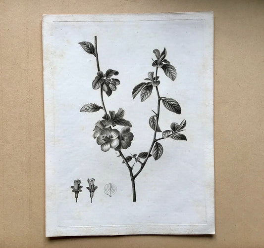 An Original 18th Century Engraving of a Sprig of Quince with details of flower and leaf. French. By Debeuil. 13 1/4 x 10 inches.