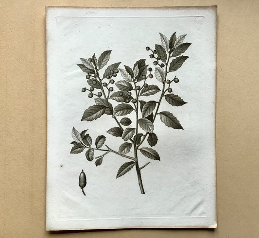An Original 18th Century Engraving of an Oak Twig. French. By Debeuil. 13 1/4 x 10 inches.