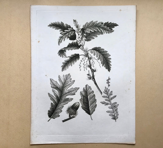 An Original 18th Century Engraving of A Sprig of Oak Tree. With Details of Leaves and Acorn. French. By Debeuil. 13 1/4 x 10 inches.