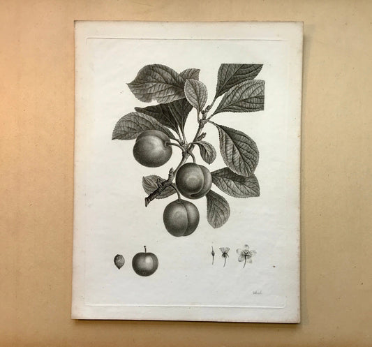 An Original 18th Century Engraving of a Plum Tree. With details of fruit and flower. French. By Debeuil. 13 1/4 x 10 inches.