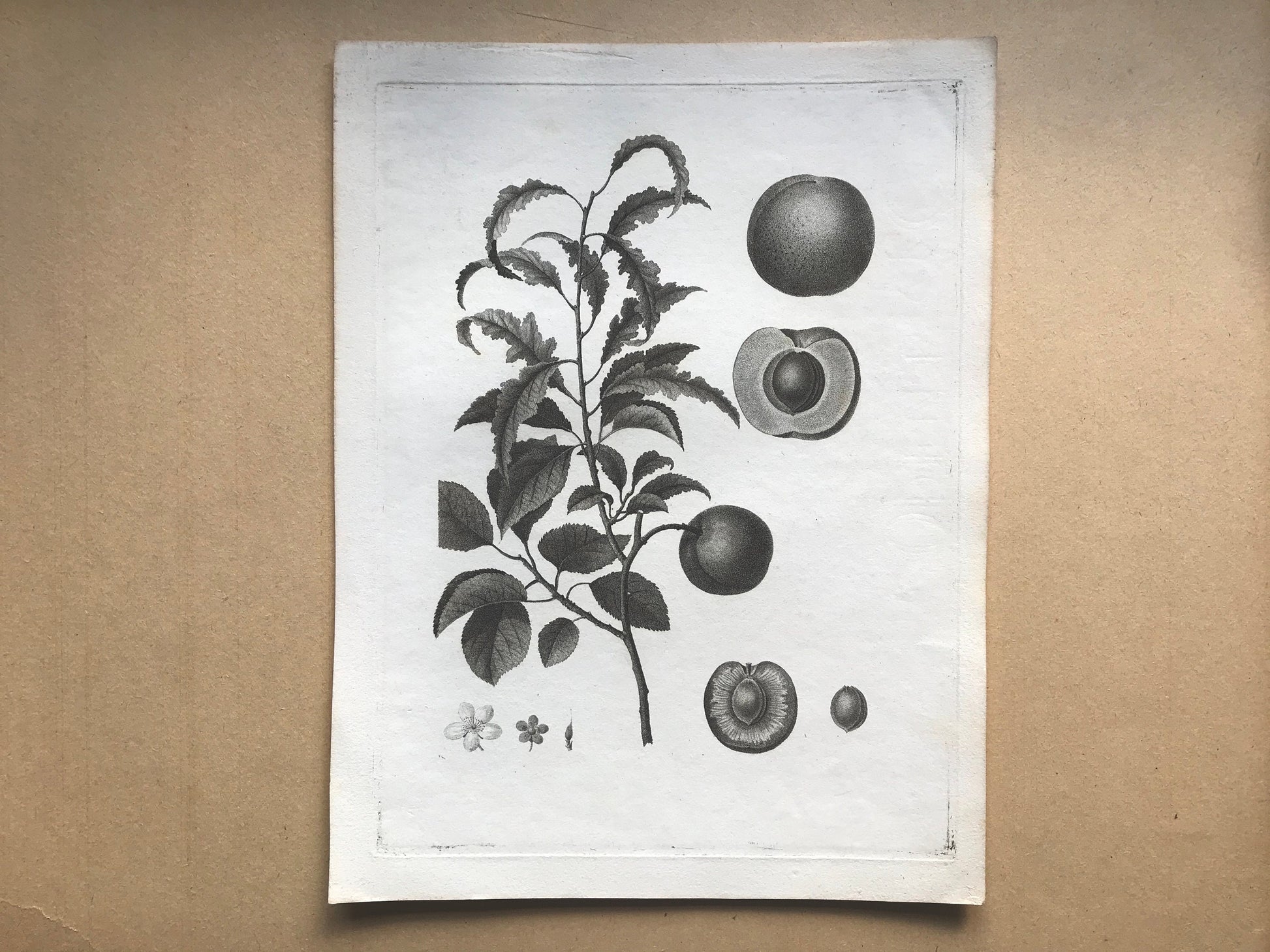 An Original 18th Century Engraving of a Peach Twig. With Detail of Fruit and Flower. French. By Debeuil. 13 1/4 x 10 inches.