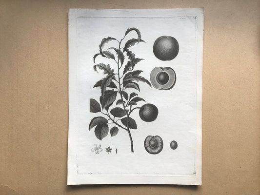 An Original 18th Century Engraving of a Peach Twig. With Detail of Fruit and Flower. French. By Debeuil. 13 1/4 x 10 inches.