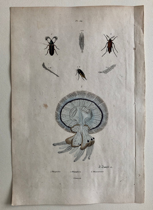 Three Antique Prints From a French Dictionary. A Squid, a Jellyfish, a Crab, Shells, Insects. Hand coloured Lithographs. Size: 29 x 18 cms.