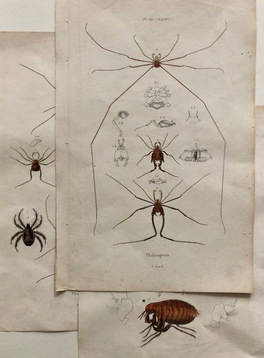 Three Antique Steel Engravings by E. Guérin. From a French Dictionary. Featuring Various Types of Spider and A Flea. Size: 29 x 18 cms.