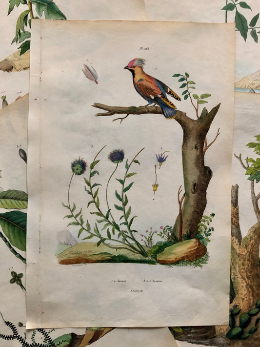 Six Antique Prints From a French Dictionary. Birds, Insects, Trees and Plants. Hand coloured Lithographs. Size: 29 x 18 cms.