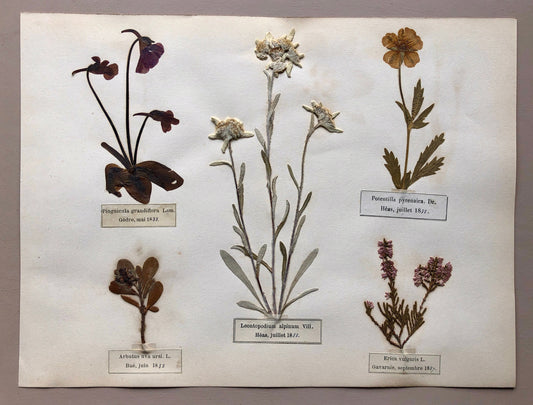 A Genuine French Herbiere of Excellent Quality. Winner of the Legion d’honneur. Dated 1887 and 1888. Size: 23.5 x 31 cms.