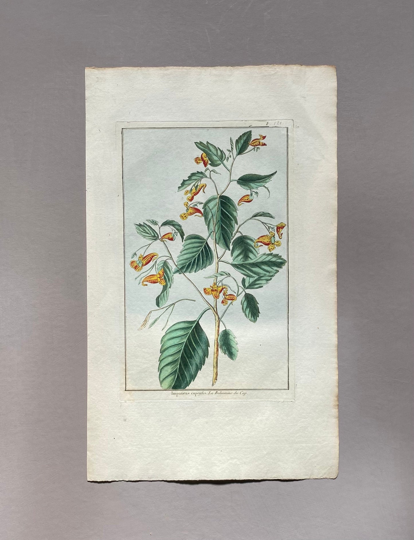 Impatiens cape sis. A Hand Coloured Copper Plate Engraving by Pierre Joseph Buchoz. Circa 1770. Size: 47.5 x 29 cms.