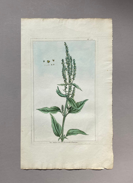 Iva Annua. Sumpweed. A Hand Coloured Copper Plate Engraving by Pierre Joseph Buchoz. Circa 1770. Size: 47.5 x 29 cms.