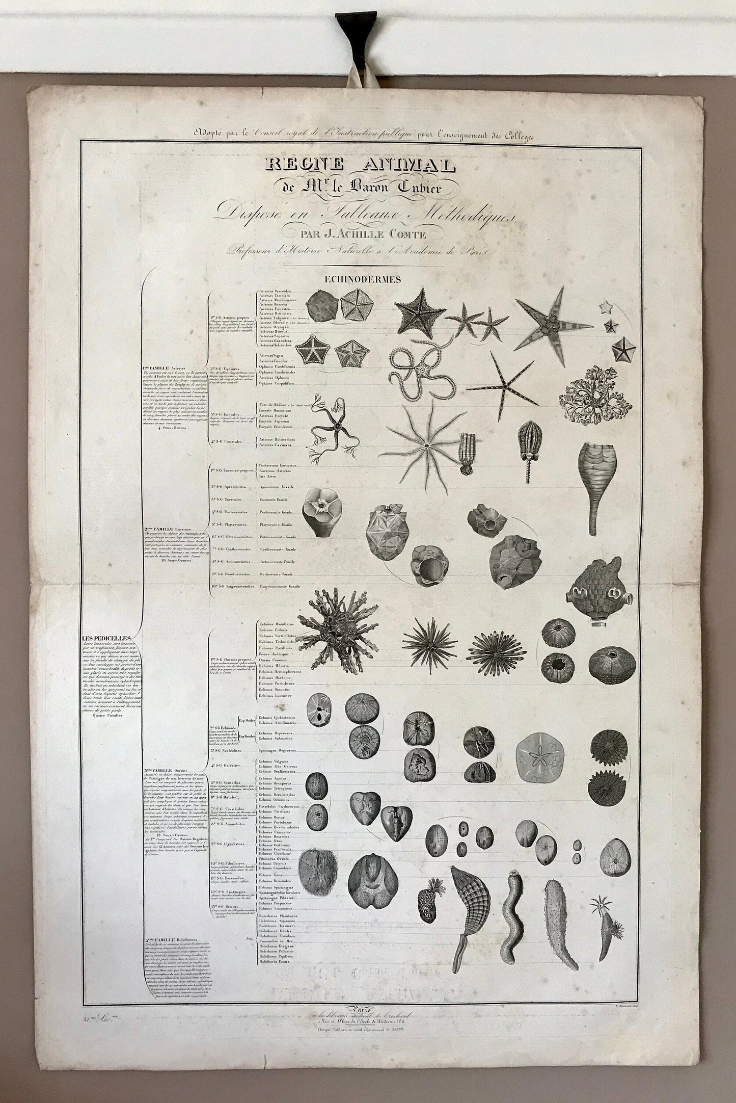 A Poster Sized Engraving of Starfish. From Le Regne Animal by Baron Cuvier. Drawn by Comte. 1827. Engraved by Remond. 57.5 x 83cms.