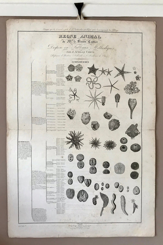 A Poster Sized Engraving of Starfish. From Le Regne Animal by Baron Cuvier. Drawn by Comte. 1827. Engraved by Remond. 57.5 x 83cms.