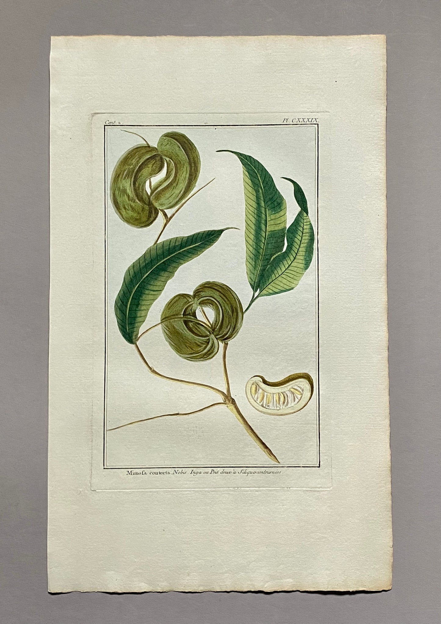 Mimosa contorta. A Hand Coloured Copper Plate Engraving by Pierre Joseph Buchoz. Circa 1770. Size: 47.5 x 29 cms.