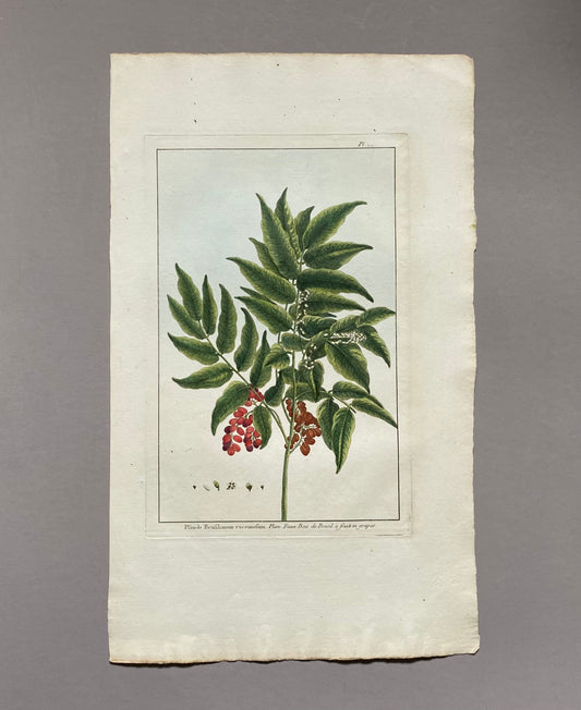 Pseudo Brasilianum racemosum. A Hand Coloured Engraving by Pierre Joseph Buchoz. Circa 1770. Size: 47.5 x 29 cms.