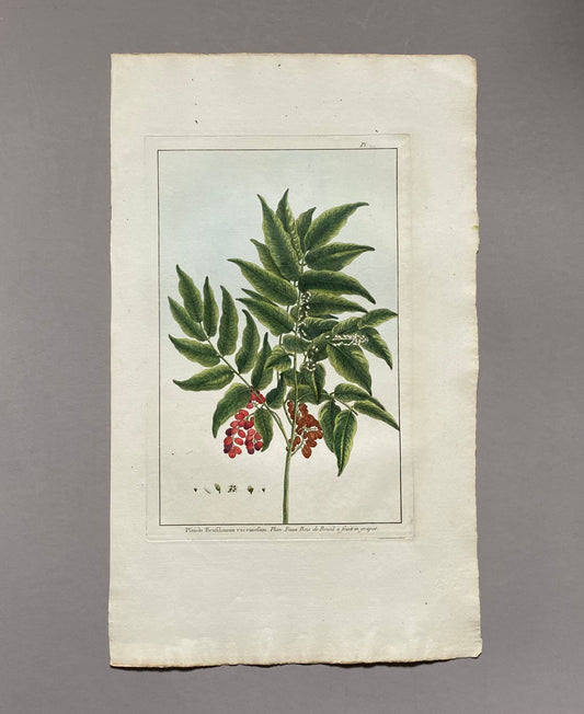 Pseudo Brasilianum racemosum. An Original Hand Coloured Engraving by Pierre Joseph Buchoz. 1770s. Size: 47.5 x 29 cms.
