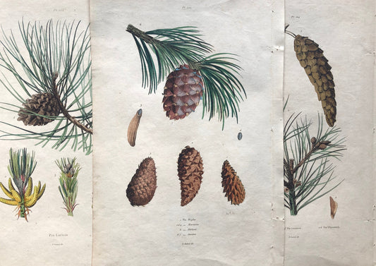 Four Antique Prints (1838) From a French Dictionary Featuring Different Varieties of Pine Cone. Size: 28. X 18 cms.