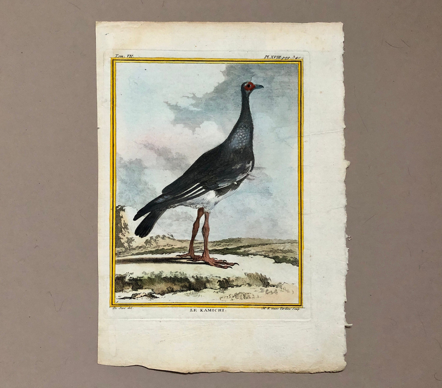 Le Kamichi. Antique Engraving from ‘Histoires Naturelle Des Oiseaux’ by Buffon. Circa 1780. Size: 27 x 19 cms