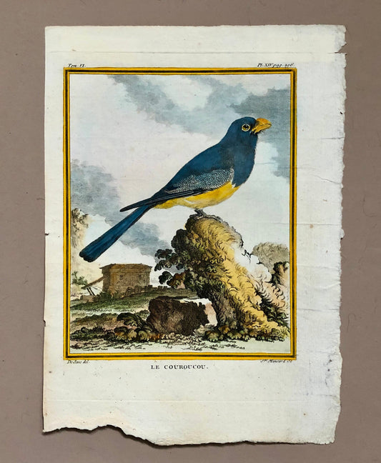 Le Couroucou. An Original Hand-coloured Engraving From ‘Histoire Naturelle Des Oiseaux’ by Buffon. FineCondition. Size: 27 x 19.2 cms.