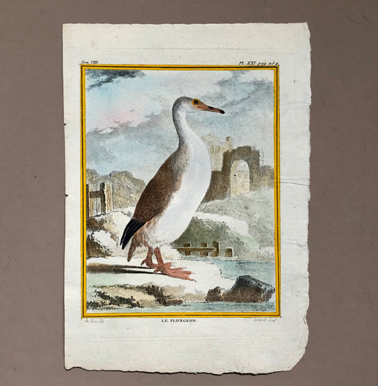 Le Plongeon. A Hand-coloured Engraving From “Histoire Naturelle Des Oiseaux” by Buffon. Excellent Condition. Size: 27 x 19 cms.