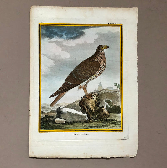 Le Soubuse. The Buzzard. An Antique Engraving from “Histoire Naturelle Des Oiseaux’ by Buffon. Circa 1770. Size: 27 x 19.5 cms.