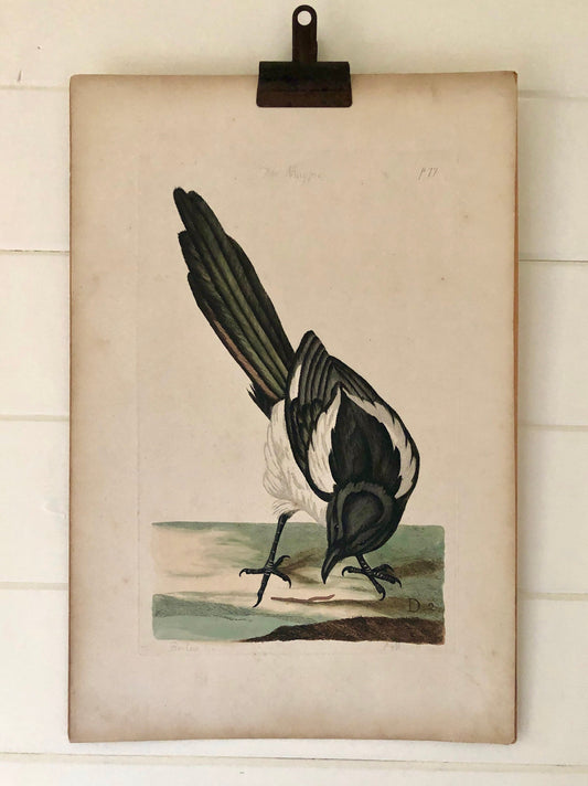 The Magpie. An Antique Hand Coloured Etching by Peter Mazell. Dated 1780. Size: 53 x 35 cms.