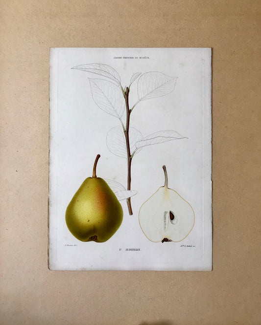 A Set of 6 Original Steel Engravings of Pears. French c. 1865. From Le Jardin Fruitier du Museum by Decaisne. 31.5 x 22.5 cms.