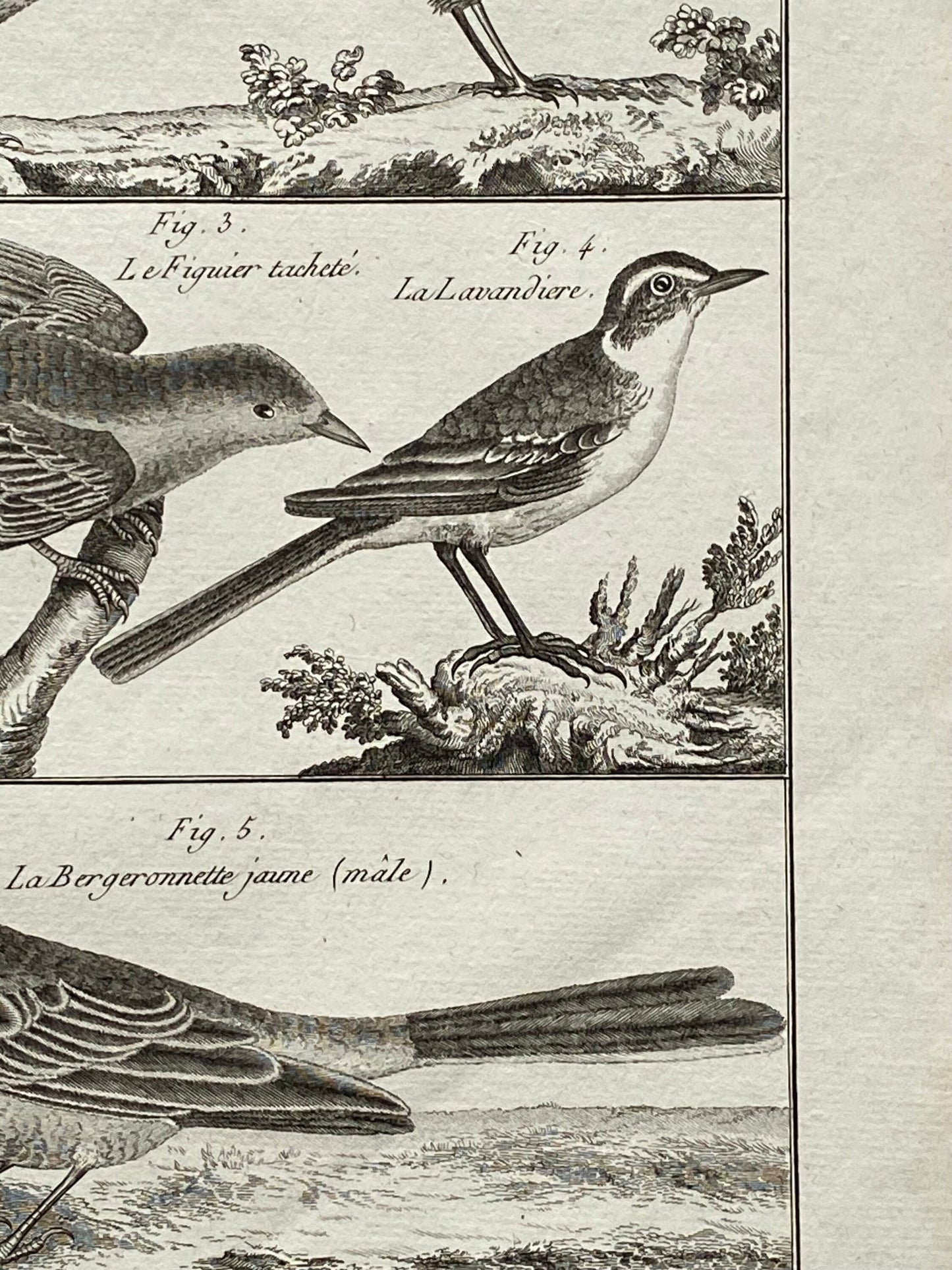 An antique Engraving of Birds by Bernard Direxit. Wren. French. Late 18th Century. Size of whole plate: 20.5 x 31.5 cms.