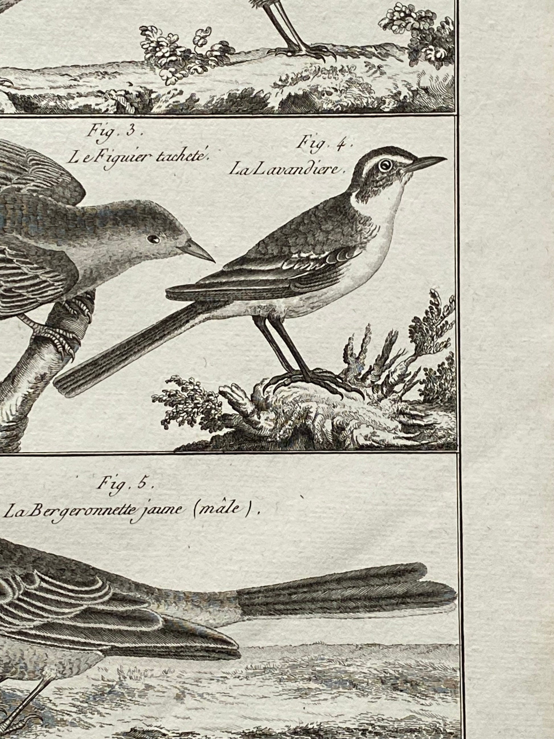 An antique Engraving of Birds by Bernard Direxit. Wren. French. Late 18th Century. Size of whole plate: 20.5 x 31.5 cms.