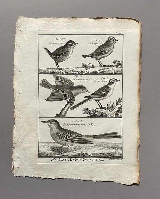 An antique Engraving of Birds by Bernard Direxit. Wren. French. Late 18th Century. Size of whole plate: 20.5 x 31.5 cms.