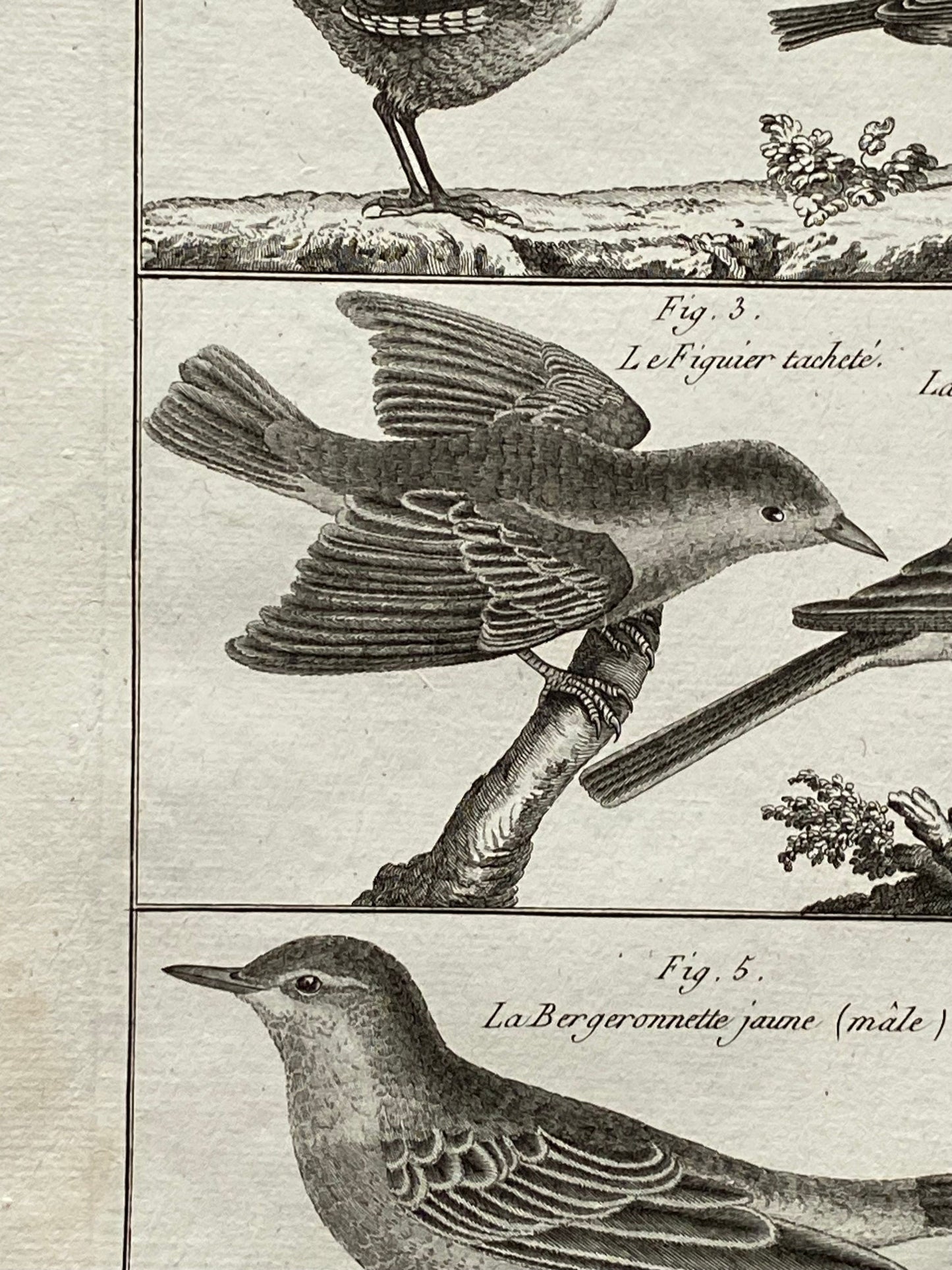 An antique Engraving of Birds by Bernard Direxit. Wren. French. Late 18th Century. Size of whole plate: 20.5 x 31.5 cms.