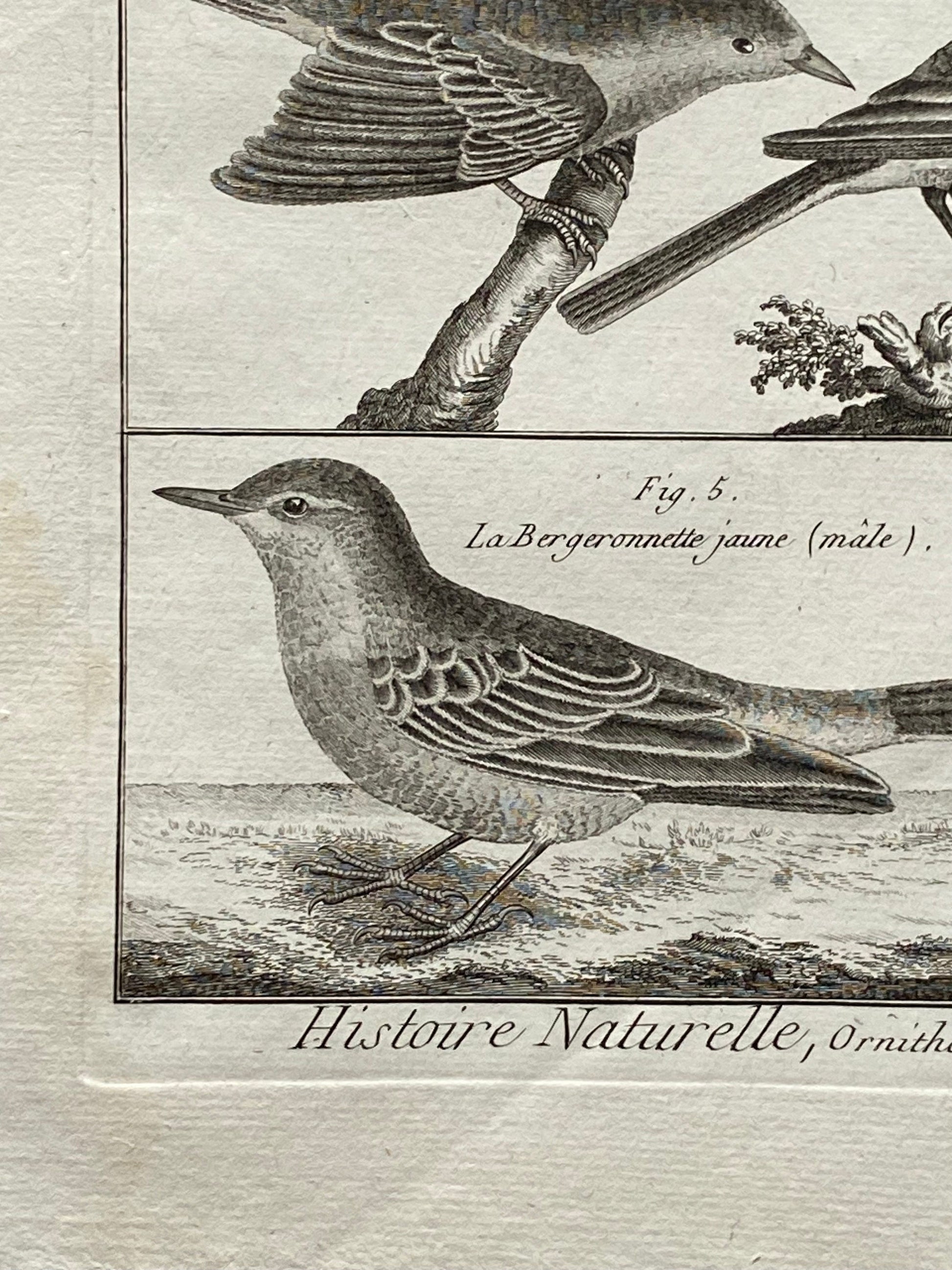 An antique Engraving of Birds by Bernard Direxit. Wren. French. Late 18th Century. Size of whole plate: 20.5 x 31.5 cms.