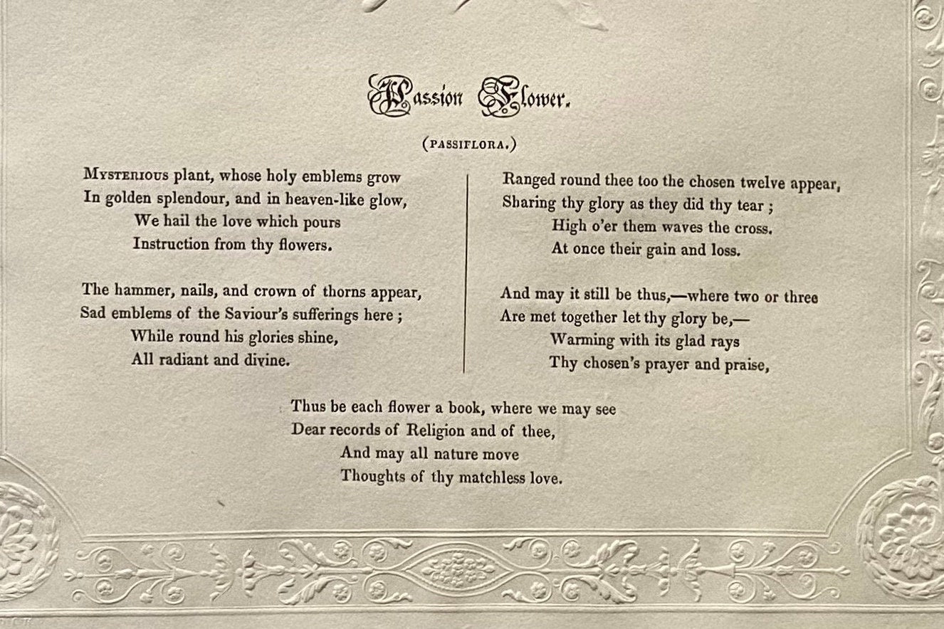 Passion Flower. An Antique Embossed Paper Image. With Poem in Black Script. Framed Using Clear Glass in a Limed Frame. Size: 35 x 30.5 cms.