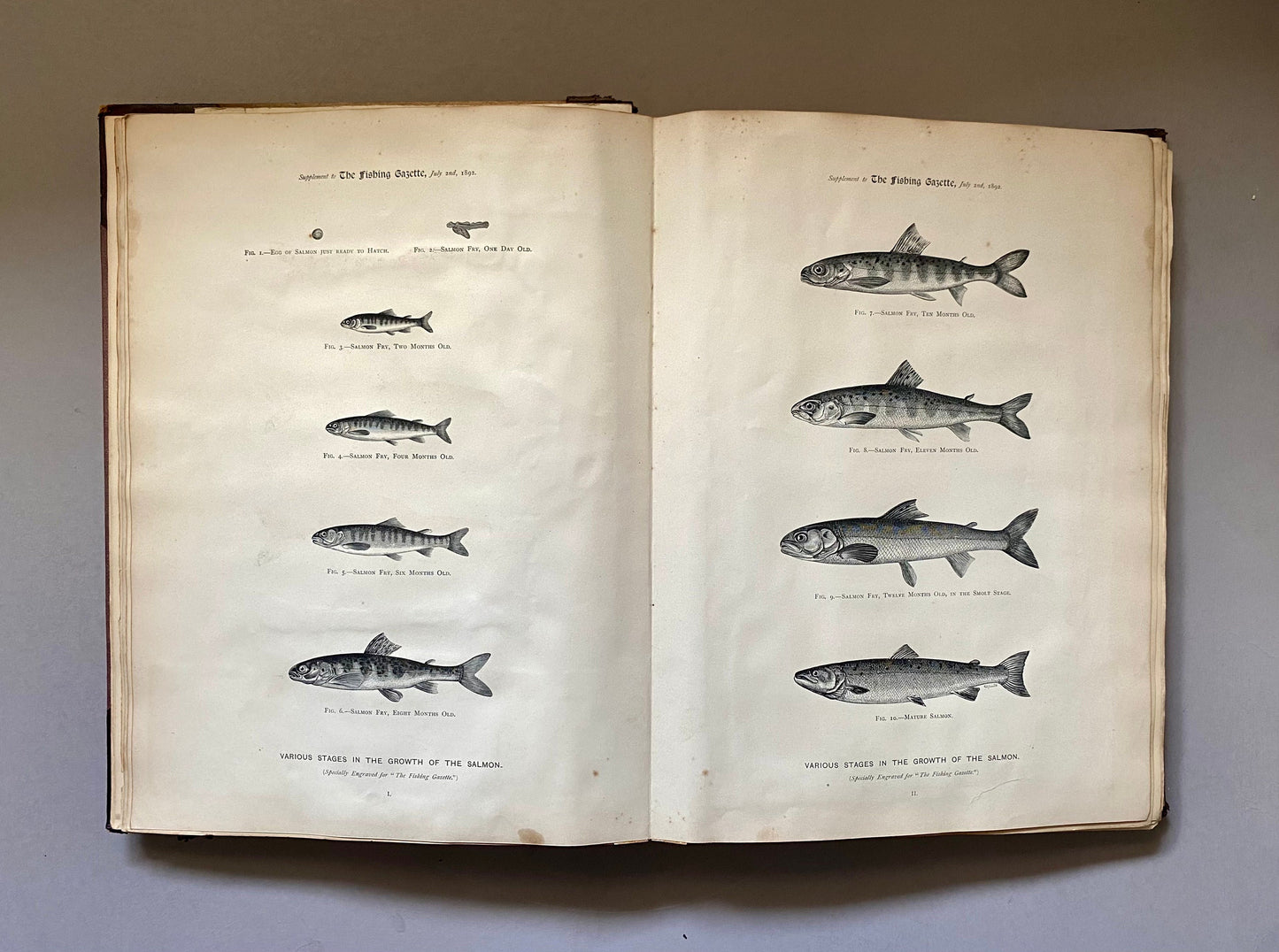 Piscatorial Scraps. An Original Antique Victorian Scrapbook About Fishing. 133 pages. Size: 27 x 37 cms.