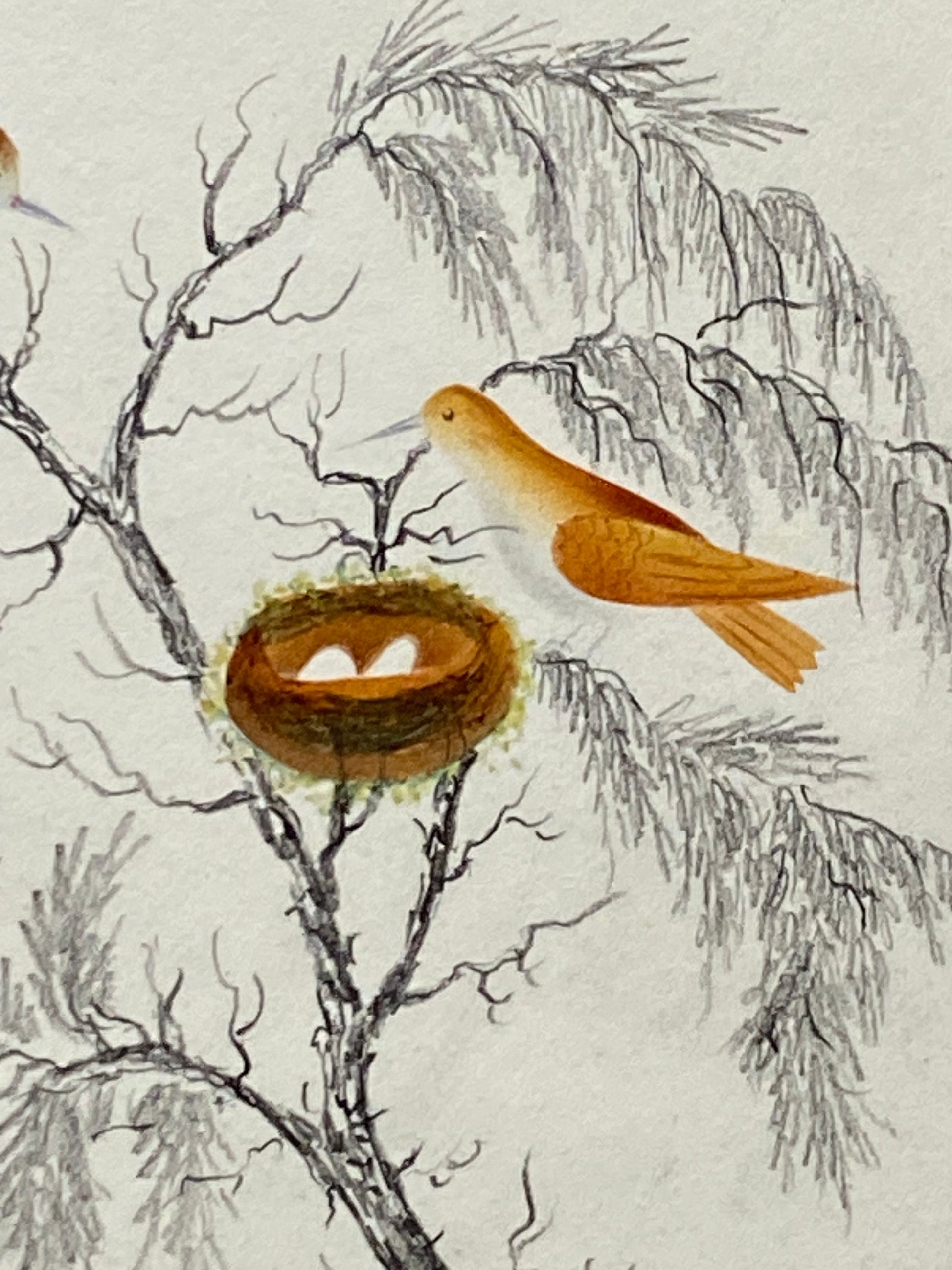 Two Birds and A Nest. An Original Georgian Watercolour. Size: 17.5 x 14.5 cms.