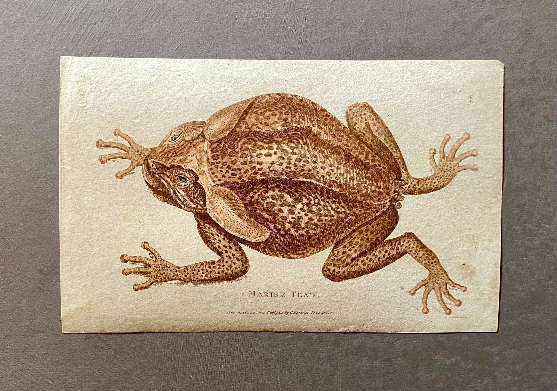 4 Engravings of Toads by G. Kearsley of Fleet Street. Published in 1802. Size: 20.5 x 13 cms.