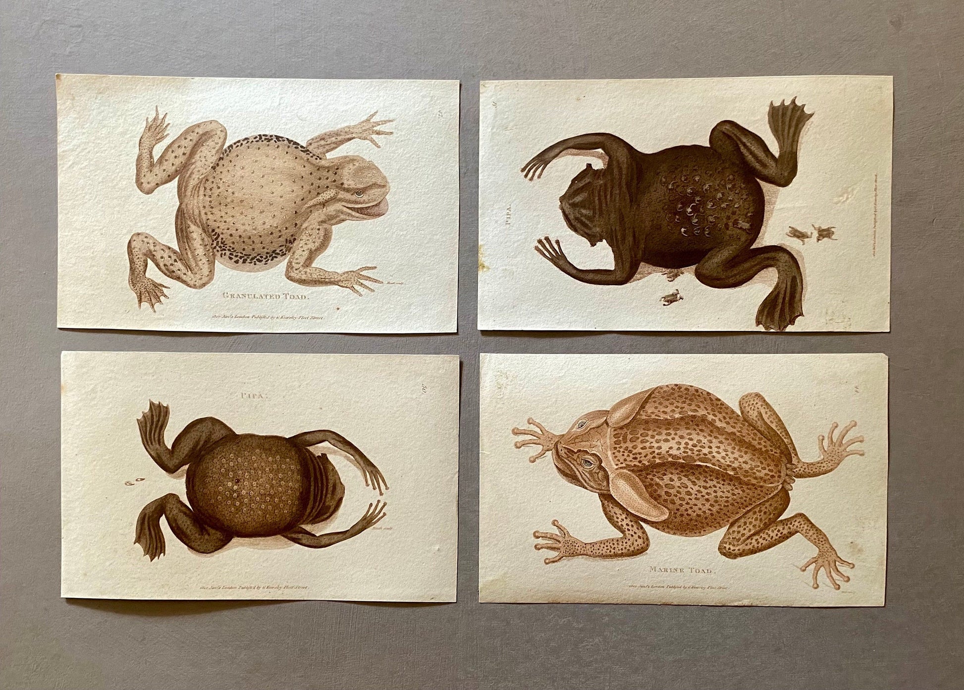 4 Engravings of Toads by G. Kearsley of Fleet Street. Published in 1802. Size: 20.5 x 13 cms.