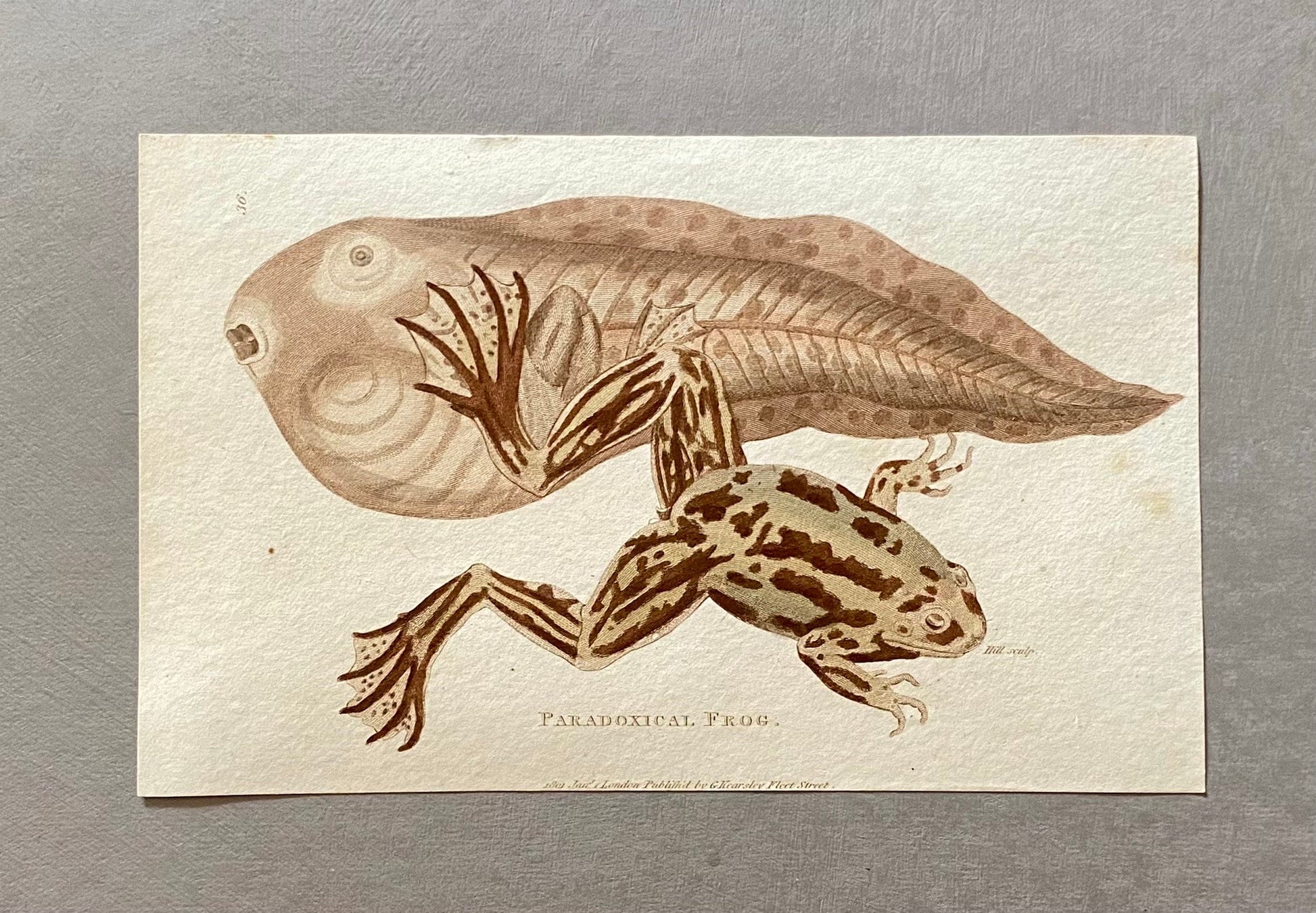 5 Engravings of Frogs and Toads by G. Kearsley of Fleet Street. Published in 1802. Size: 20.5 x 13 cms.