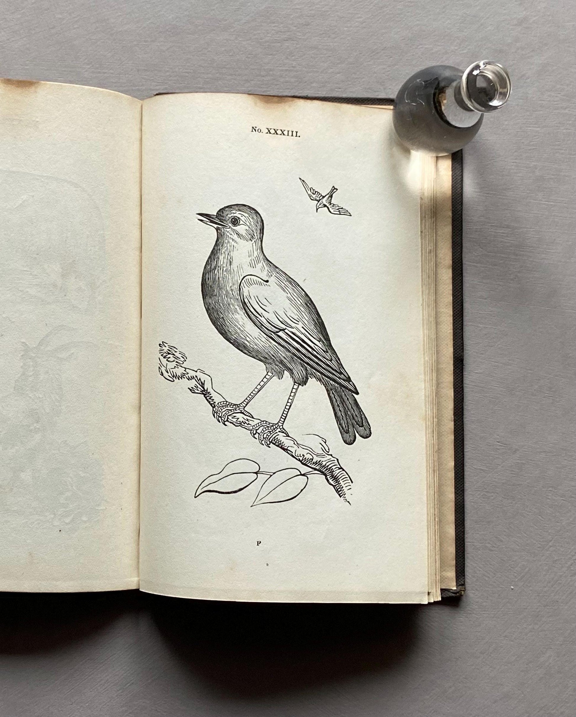 A First Book of Drawing by William and Robert Chambers. 48 Drawings To Copy and Colour. Published in 1845. Size: 17.5 x 11 cms.