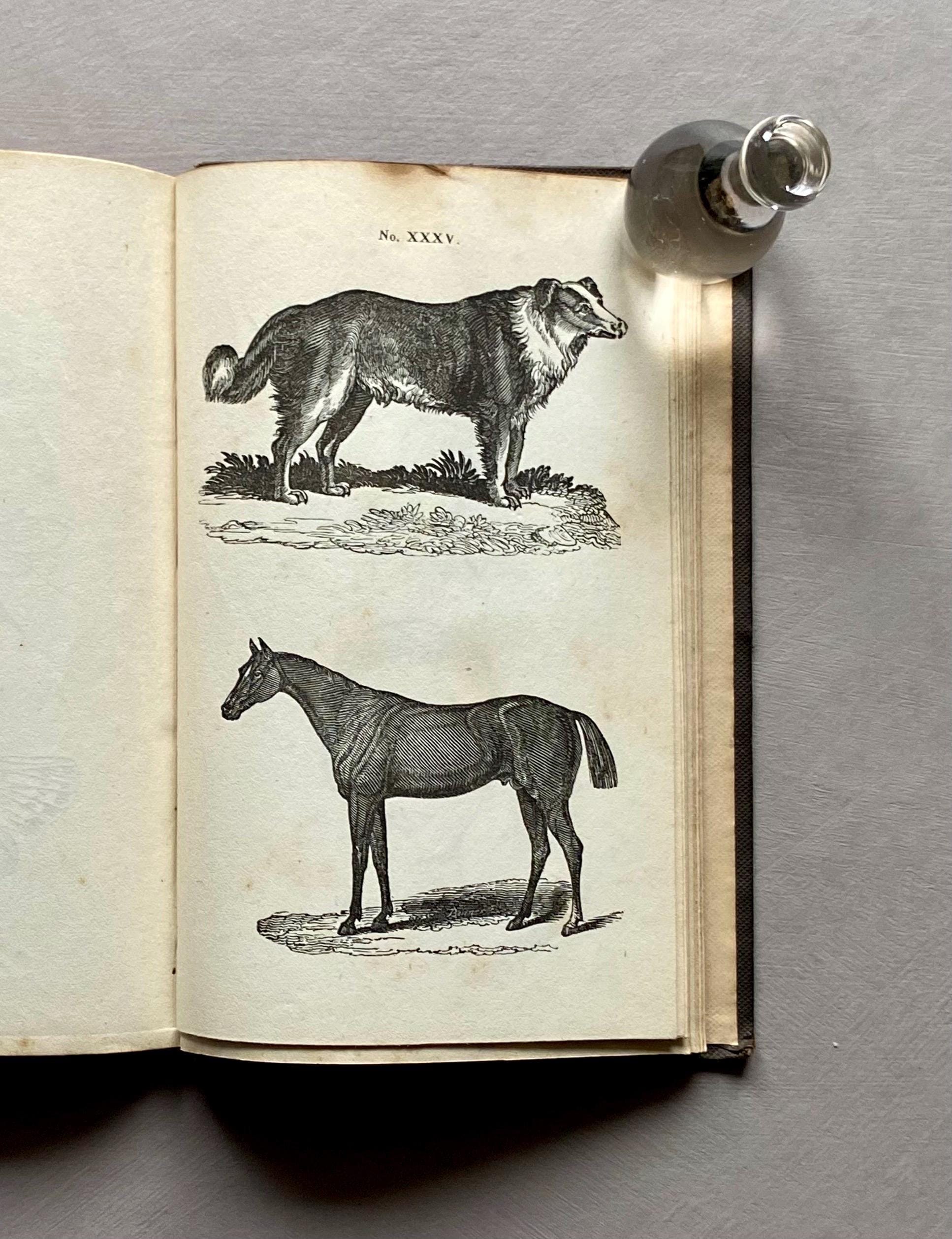 A First Book of Drawing by William and Robert Chambers. 48 Drawings To Copy and Colour. Published in 1845. Size: 17.5 x 11 cms.