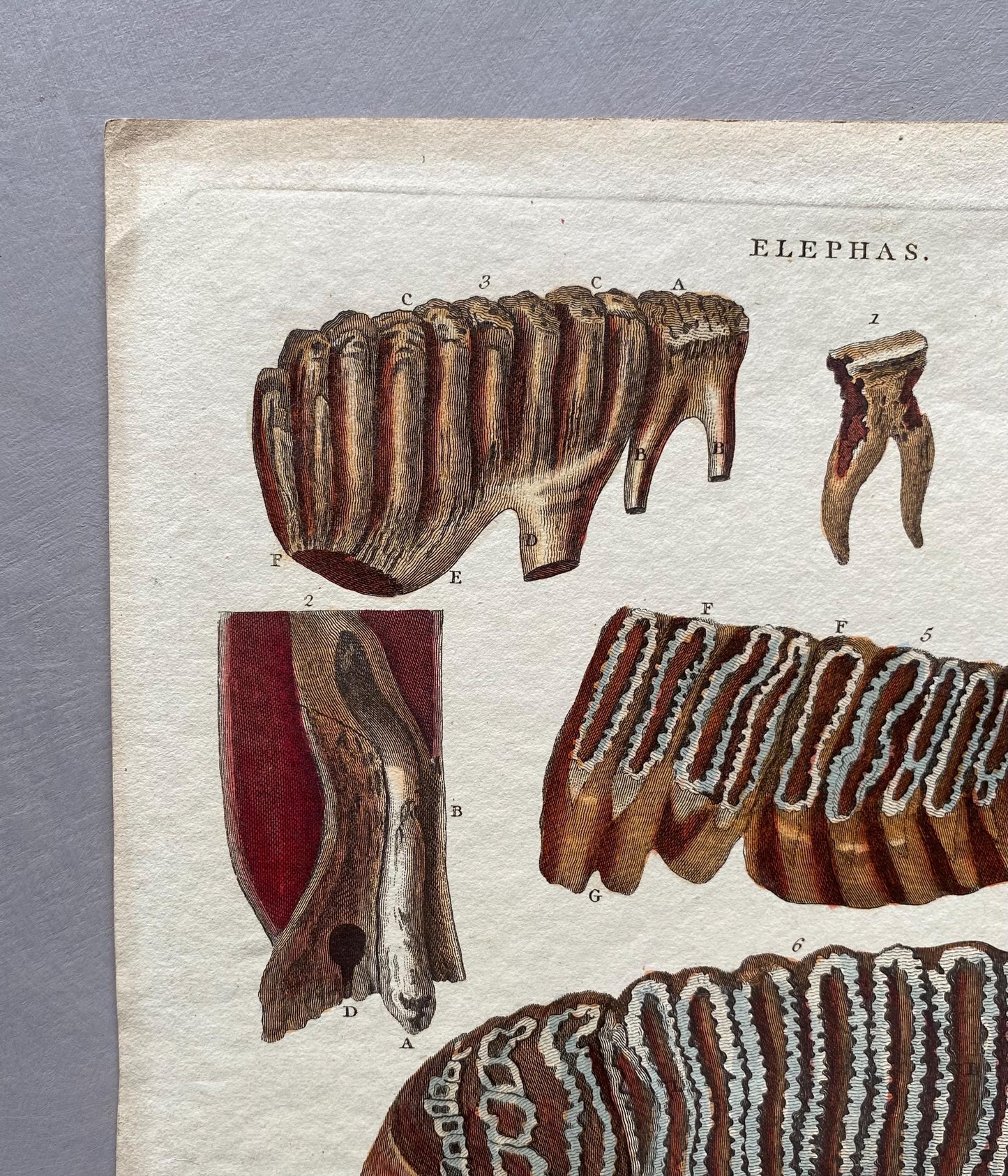 Elephas. Elephants Teeth. A Hand Coloured Antique Engraving. Dated 1804. Size: 28.5 x 22.5 cms.