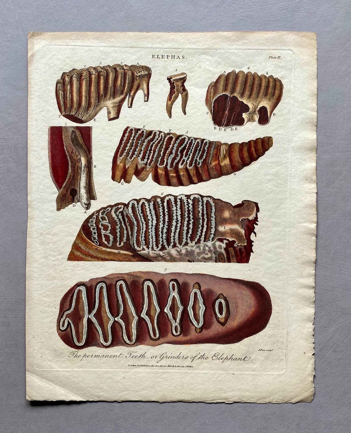 Elephas. Elephants Teeth. A Hand Coloured Antique Engraving. Dated 1804. Size: 28.5 x 22.5 cms.